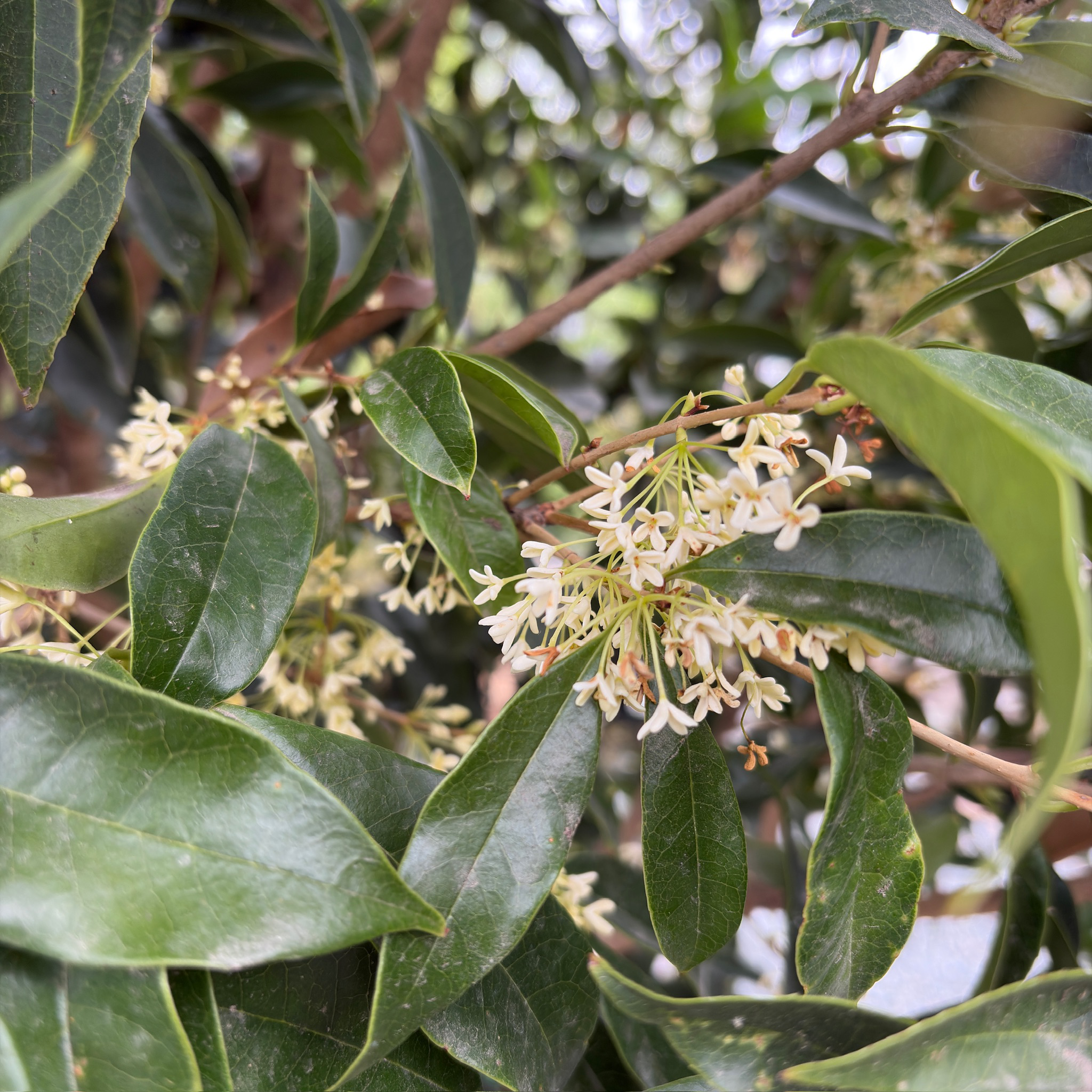 四季桂/银桂花树