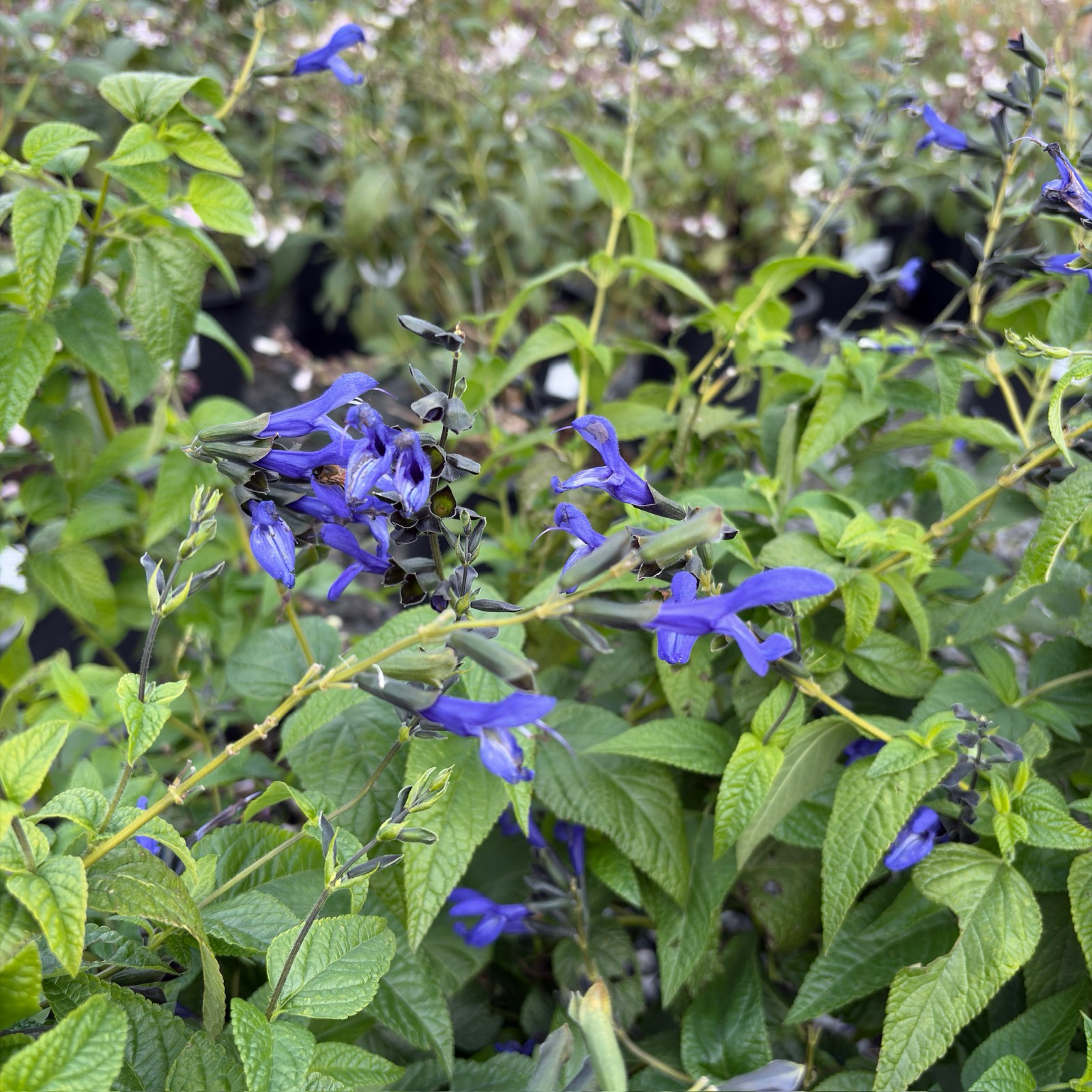 黑与蓝巴西鼠尾草