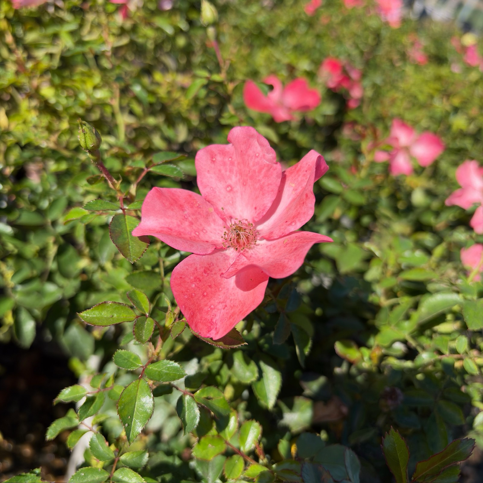 花毯地被月季