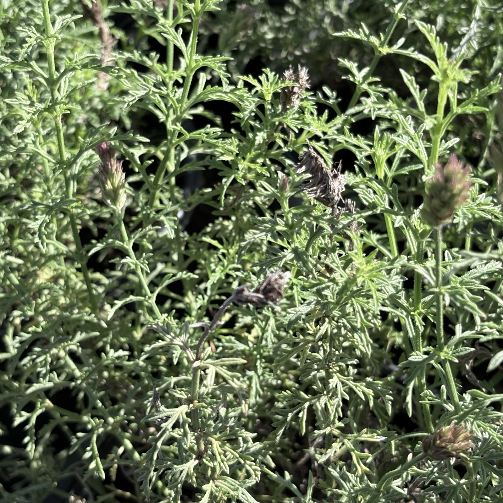 淡紫马鞭草