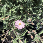 粉花岩蔷薇