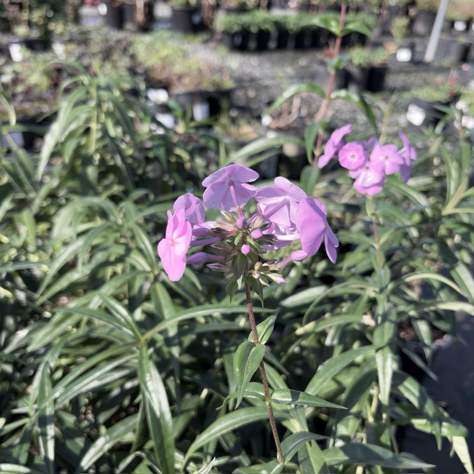 火烈鸟福禄考