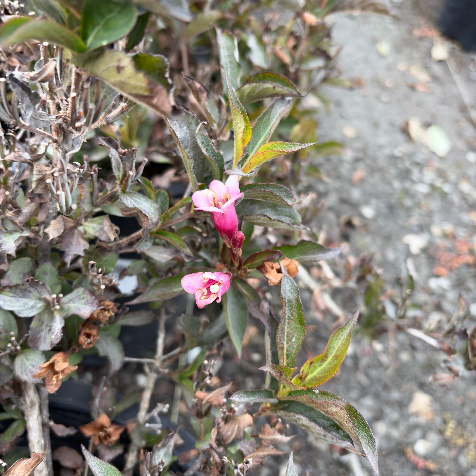 迷你锦带花