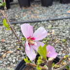 阿佛罗蒂木槿