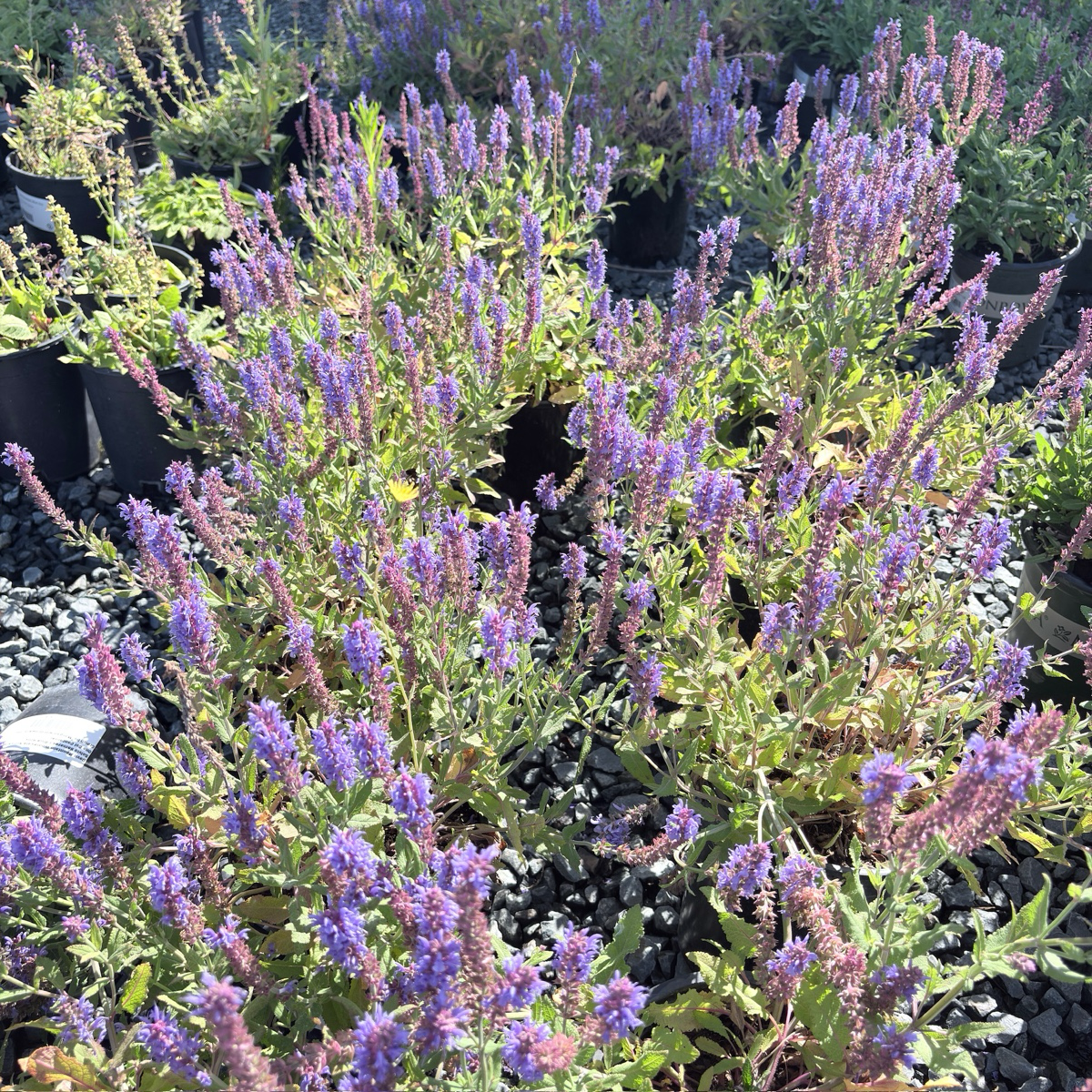 蓝山林荫鼠尾草