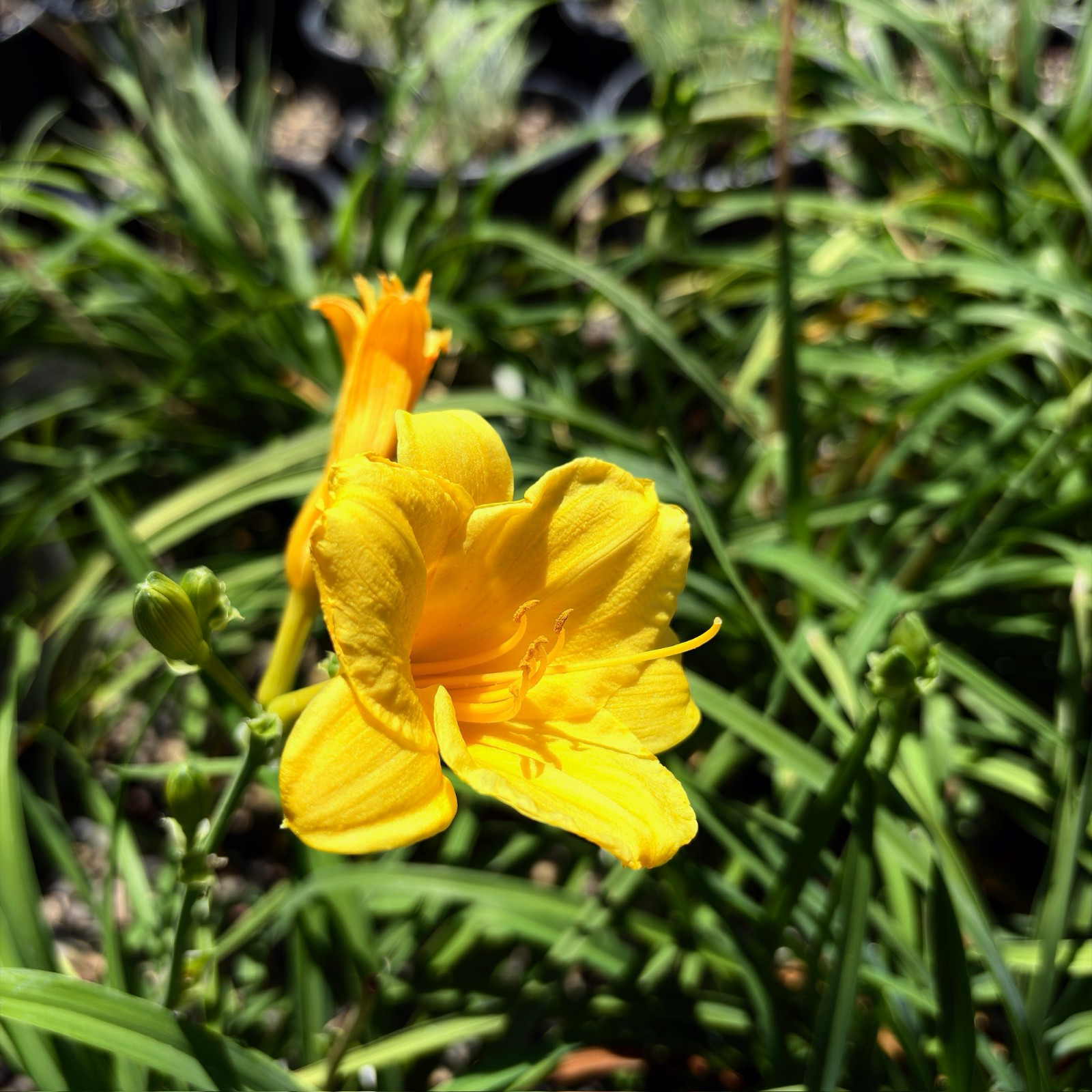 金星萱草花
