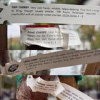 Collage of different cherry variety labels on a  3-N-1 Sweet  Cherry tree