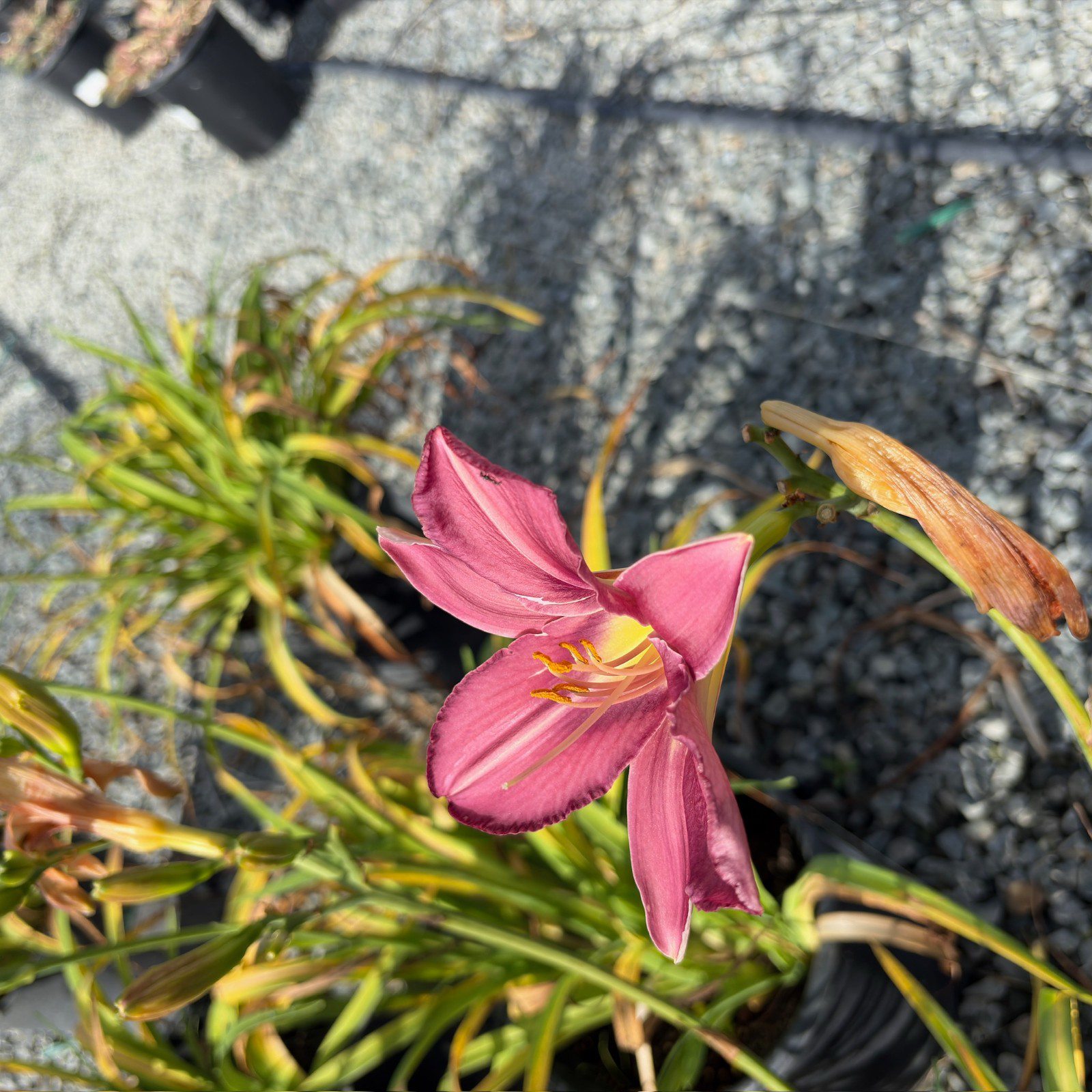 狂想曲萱草花