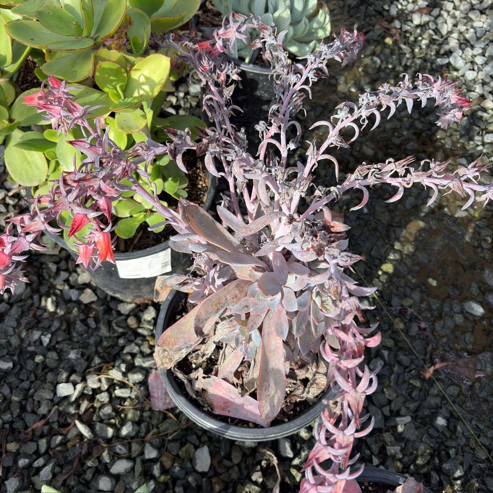 晚霞石莲花