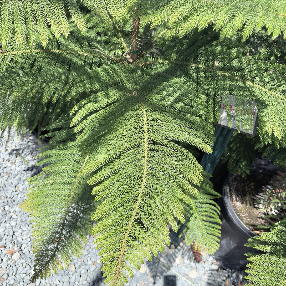 澳洲杉