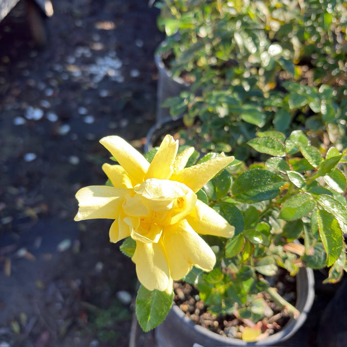 花毯地被月季