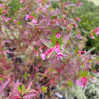粉萼距花