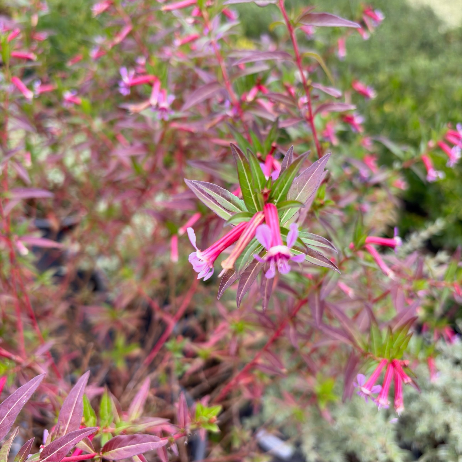 粉萼距花