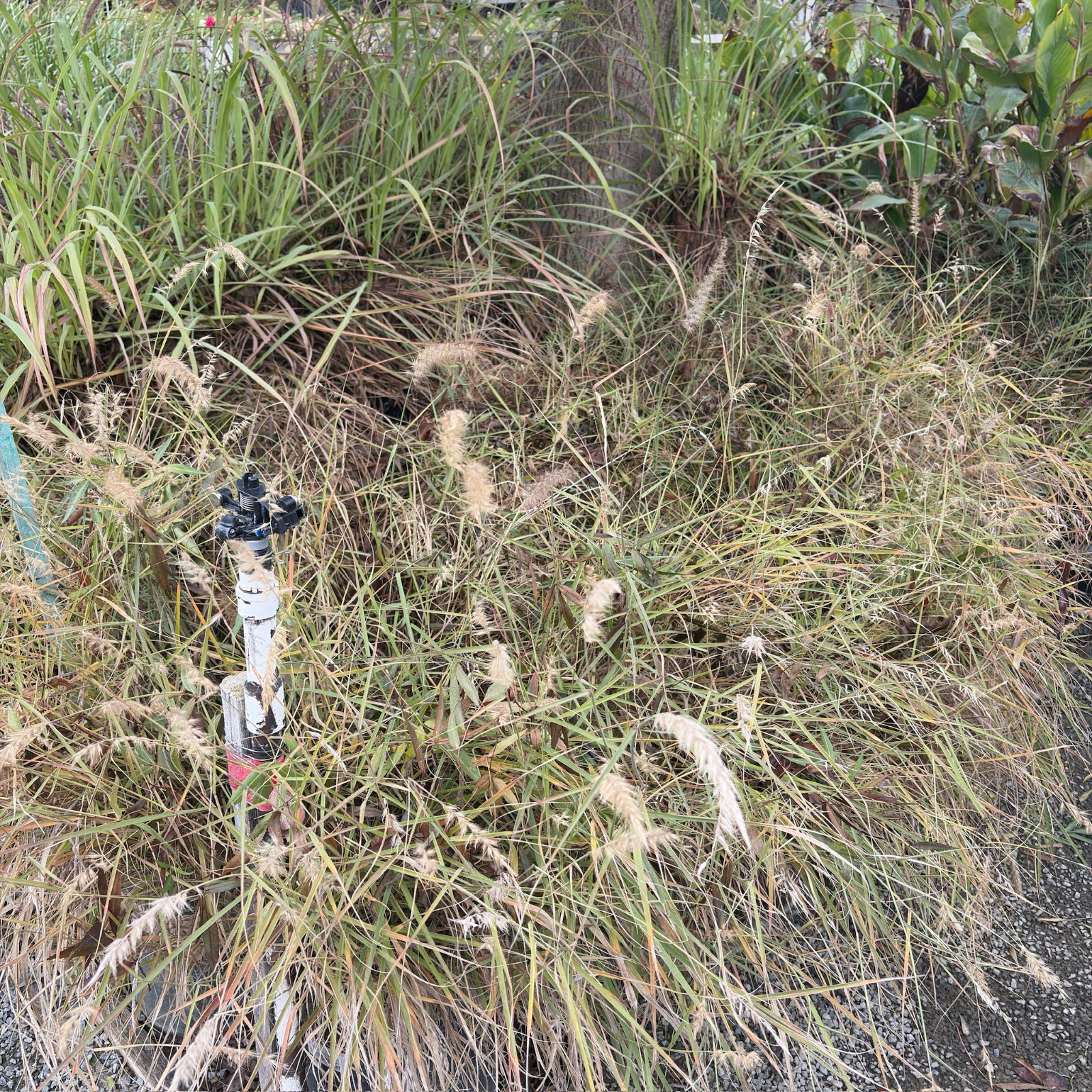 Tall Chinese Fountain Grass with a person wearing a green shirt and white pants partially visible