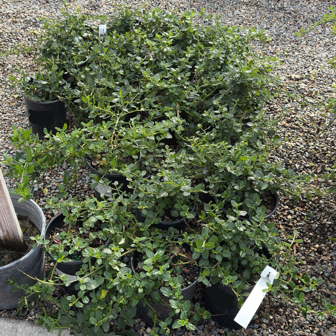 匍匐美洲茶-洋基点加州丁香