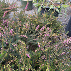 粉花欧石南