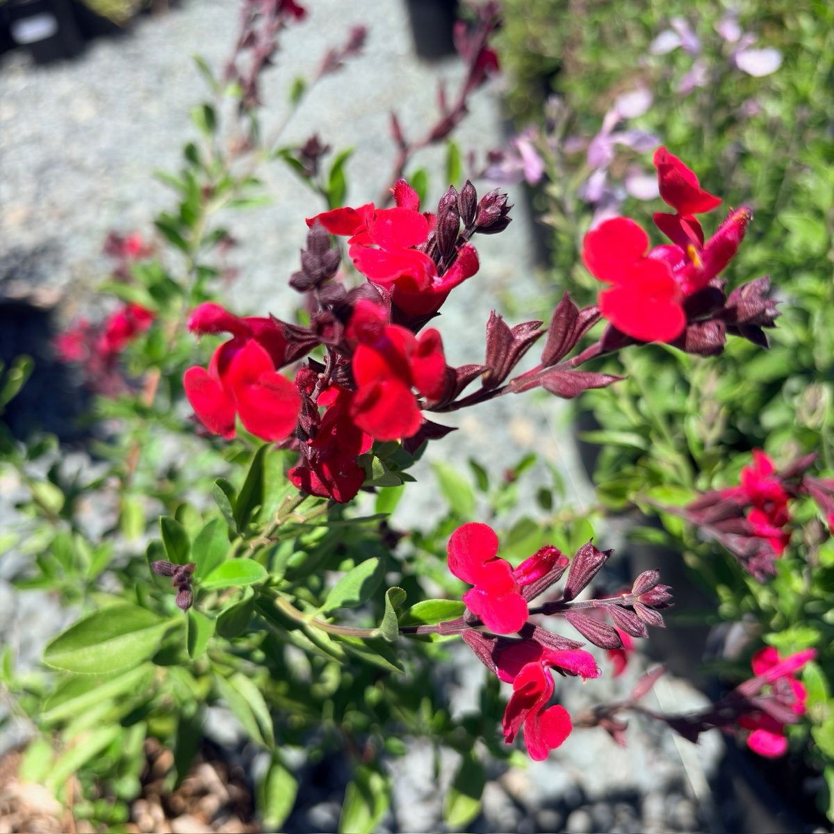 红花樱桃鼠尾草
