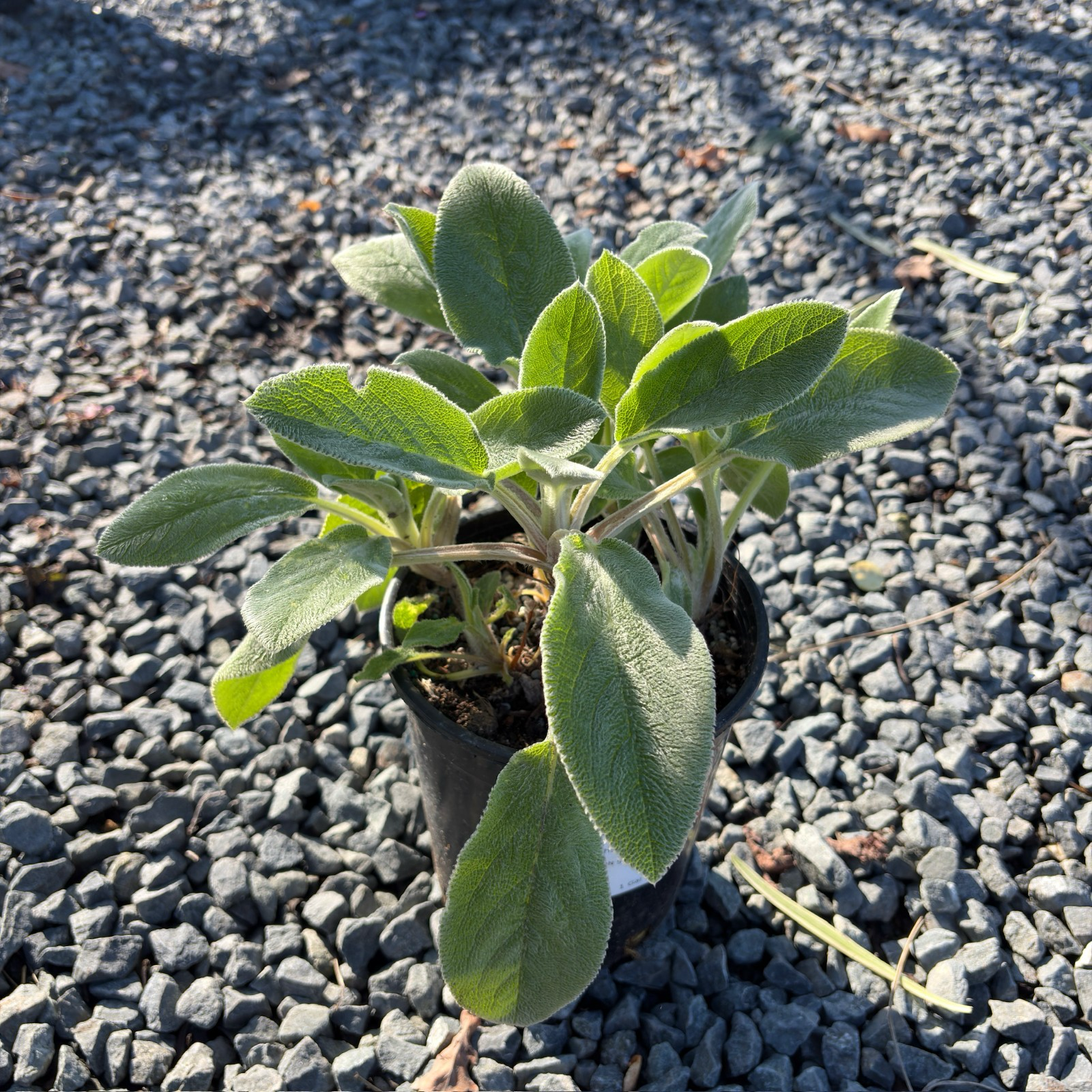 海伦绵毛水苏