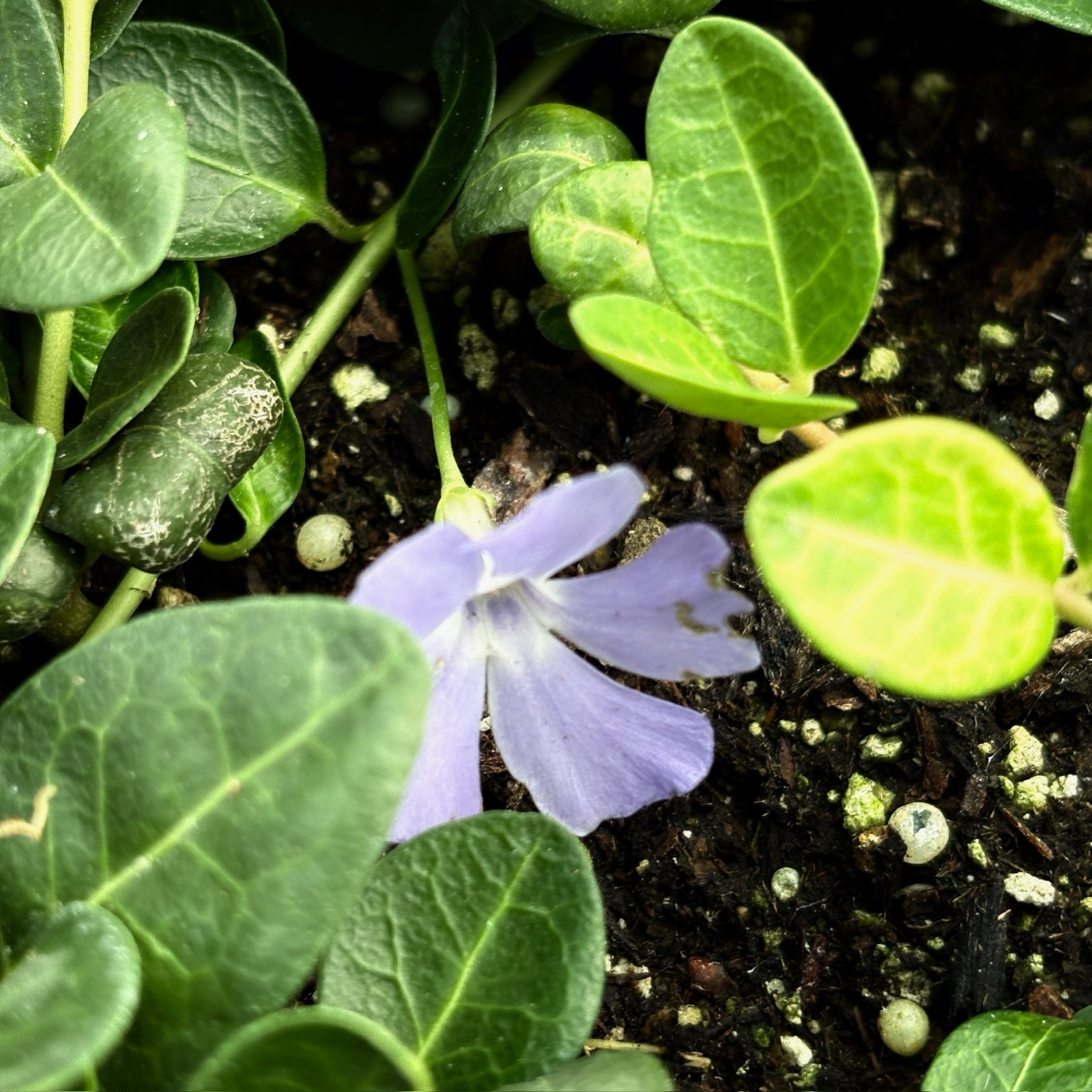 鲍尔斯小蔓长春花