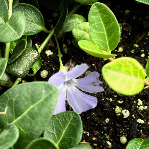 鲍尔斯小蔓长春花