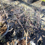 黑蕾丝西洋接骨木