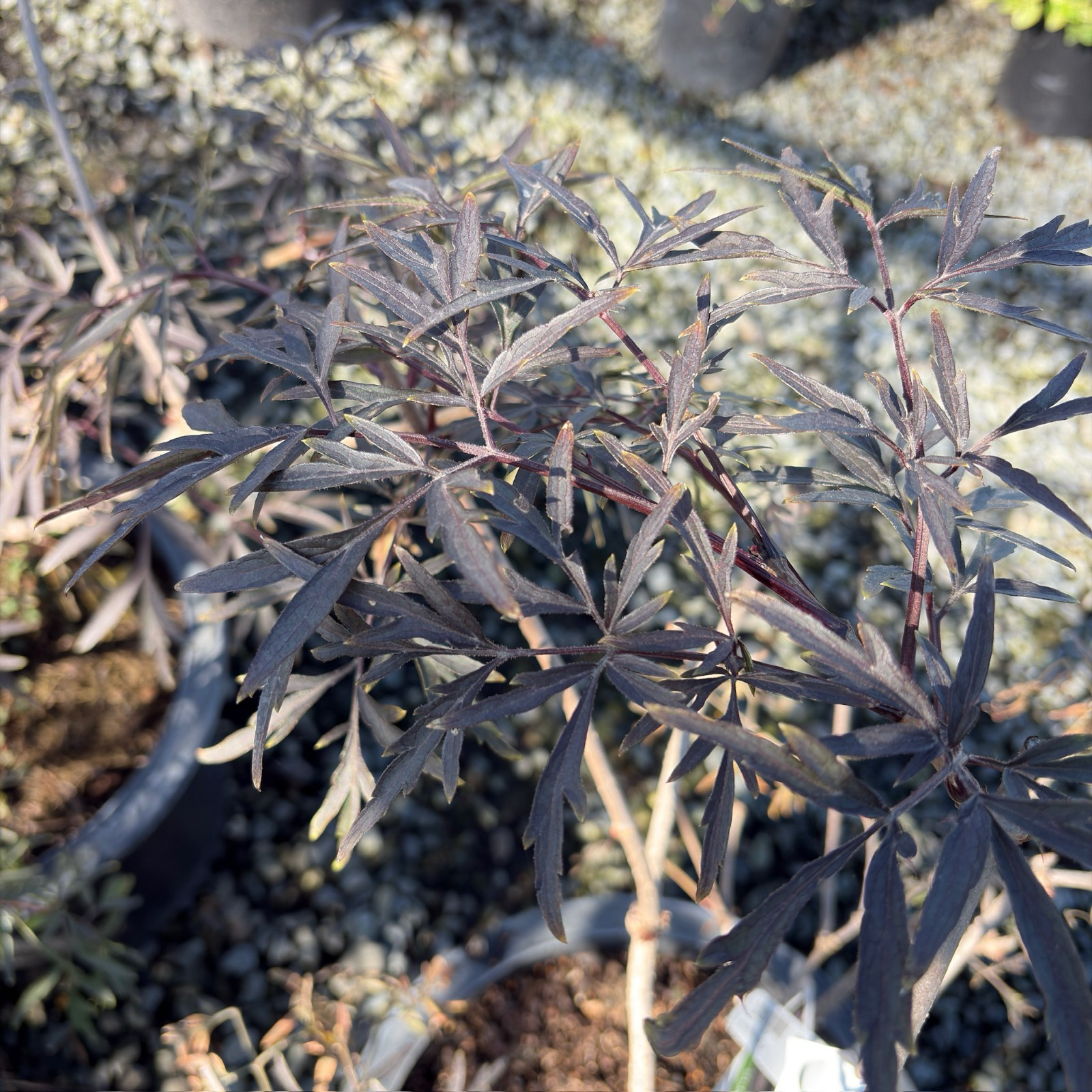 黑蕾丝西洋接骨木