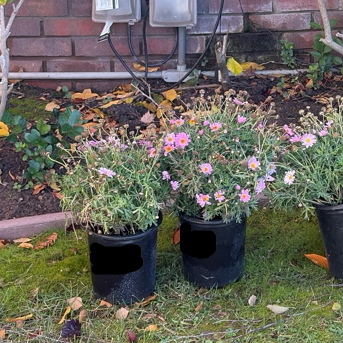 棒棒糖玛格丽特