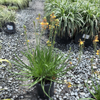 须尾草
