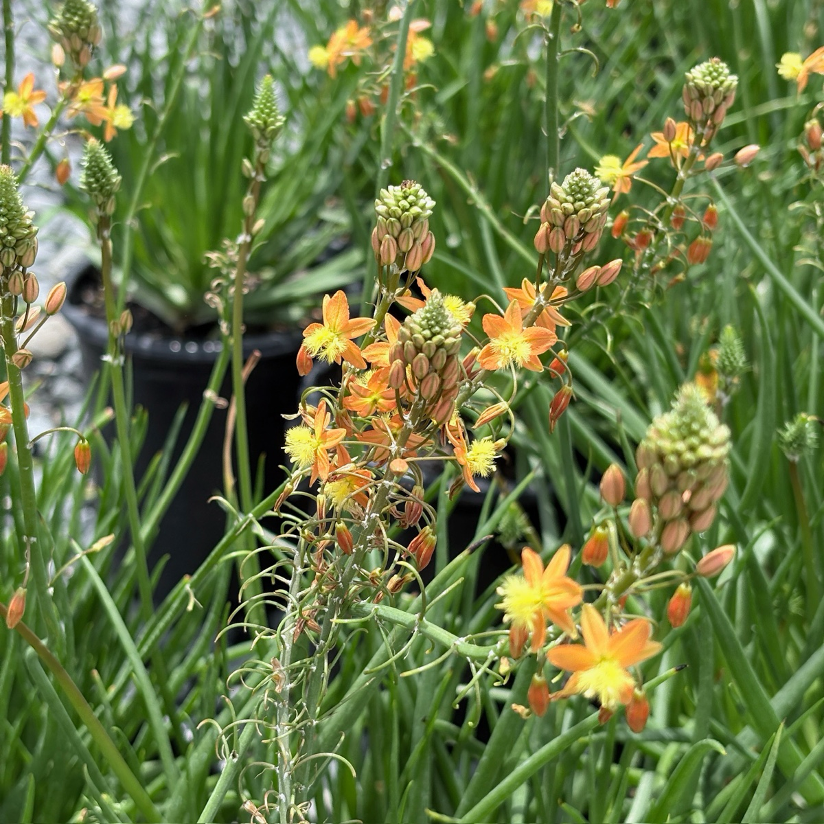 须尾草
