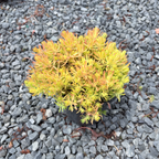 松叶佛甲草