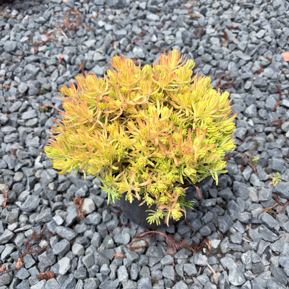 松叶佛甲草