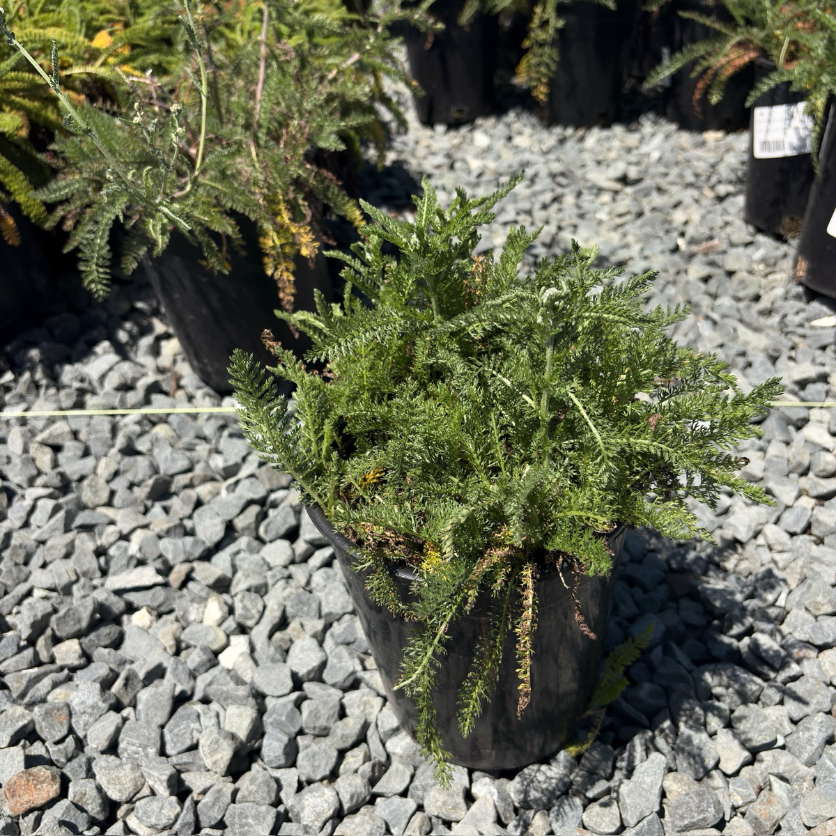 白花千叶蓍