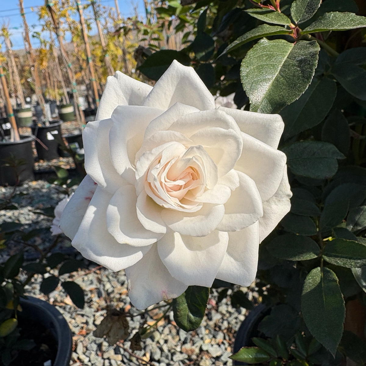 Iceberg Climbing Rose