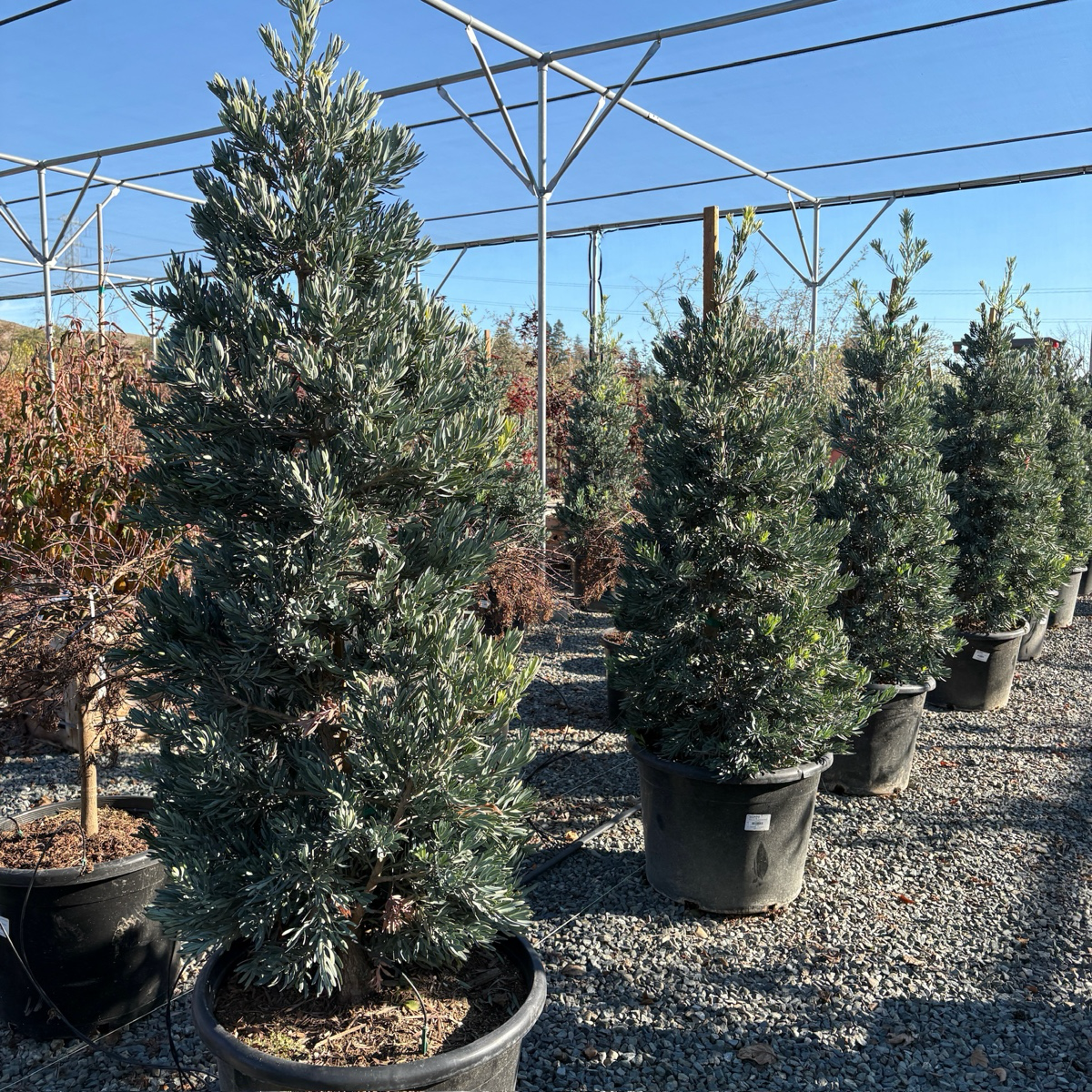 Icee Blue®Fern Pine