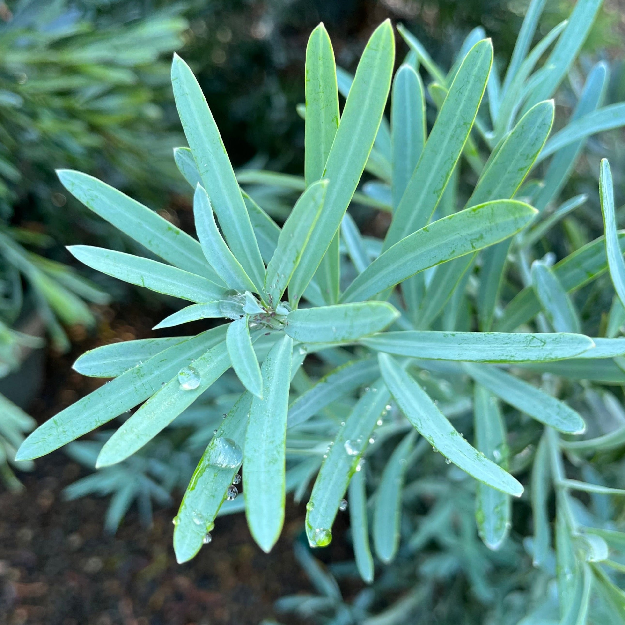 Icee Blue®Fern Pine