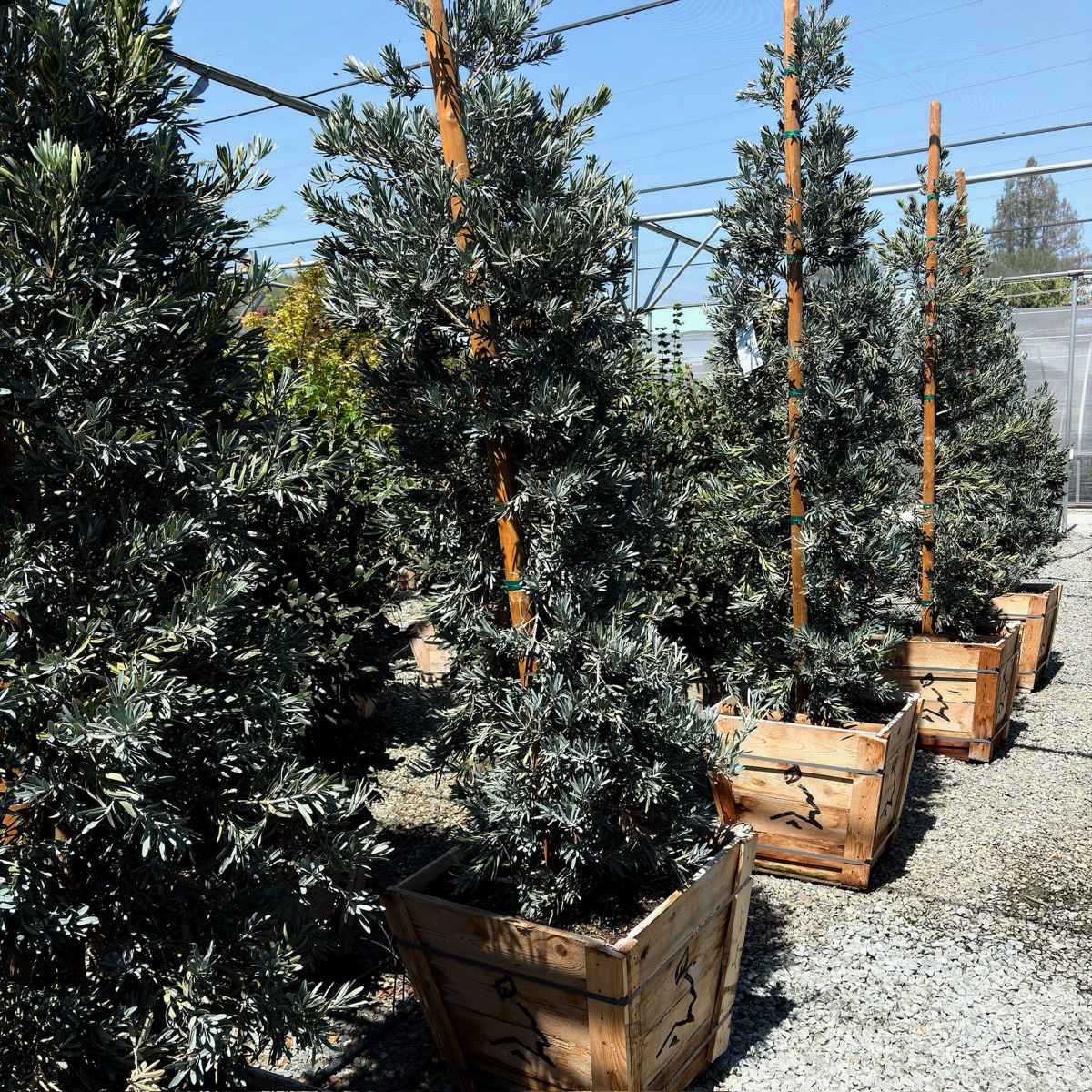 Icee Blue®Fern Pine
