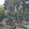 Icee Blue Fern Pine