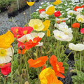 Iceland Poppy