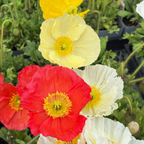 Iceland Poppy