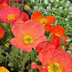 Iceland Poppy