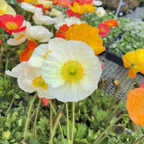 Iceland Poppy
