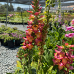 Illumianation Flame Foxglove