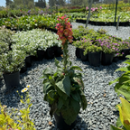 Illumianation Flame Foxglove