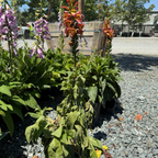 Illumianation Flame Foxglove