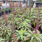 Illumination Raspberry Foxglove