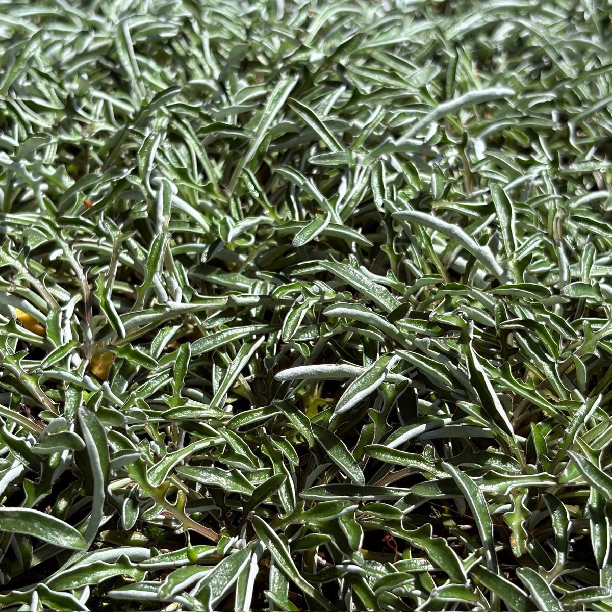 垫状灰毛菊