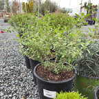 红花樱桃鼠尾草
