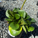 心叶岩白菜