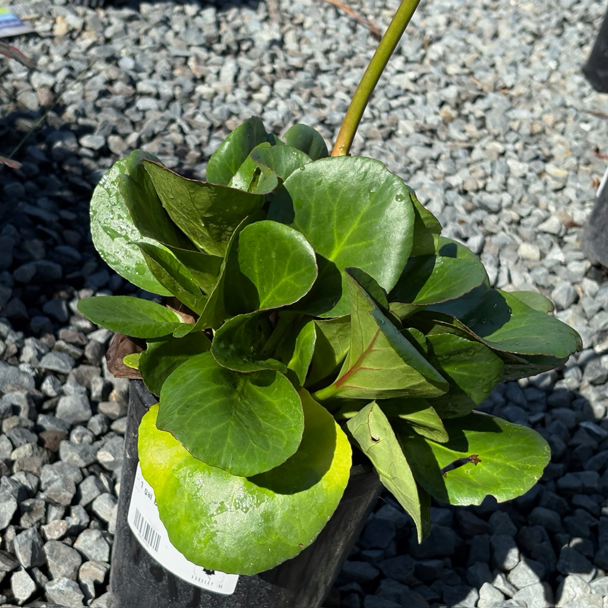 心叶岩白菜