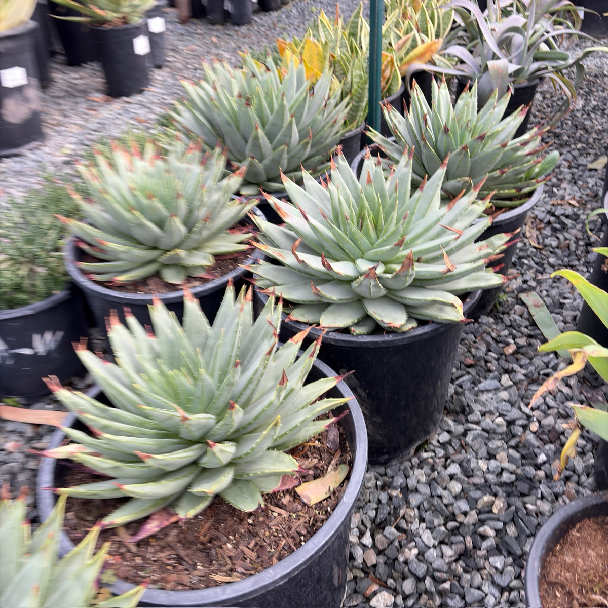 螺旋芦荟